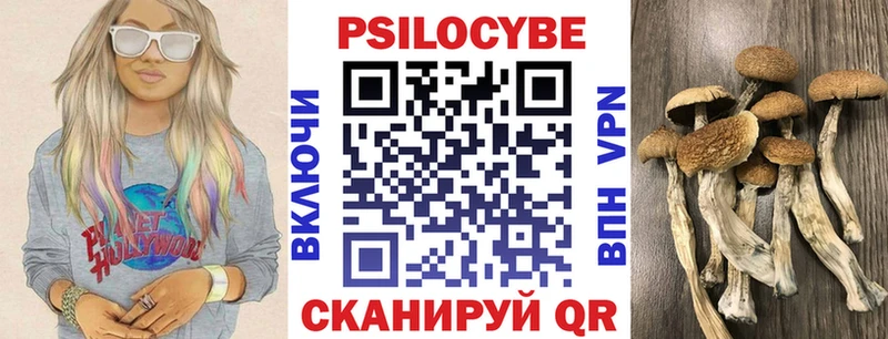 Псилоцибиновые грибы Psilocybe  Купить  Гусиноозёрск 